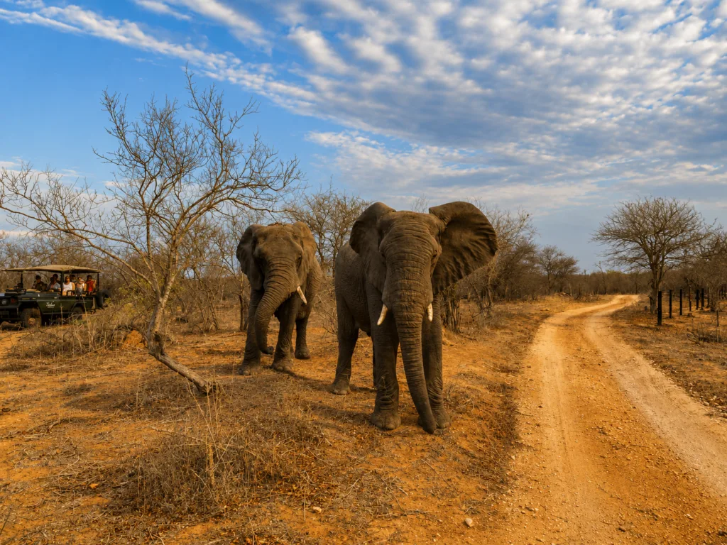Le safari à Ol Pejeta